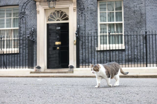 <p>Larry the cat outside Downing Street</p>
