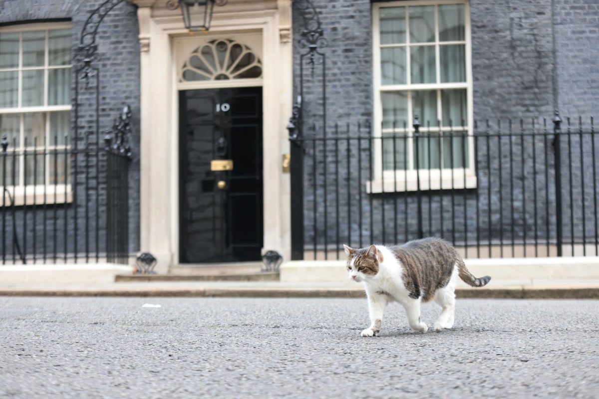 What happens to Larry the cat when Boris leaves?