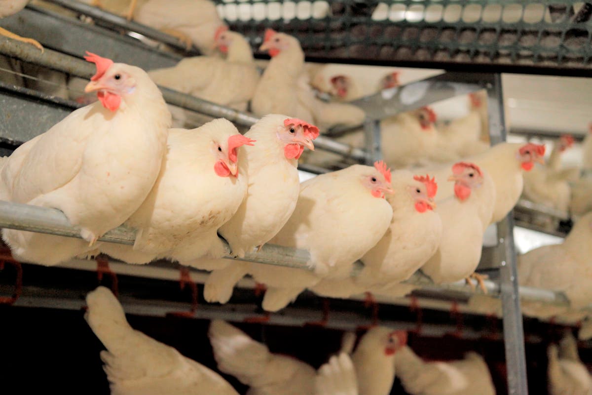 Bird flu found in backyard flocks in New York, Maine Bird flu found in backyard flocks in New York, Maine