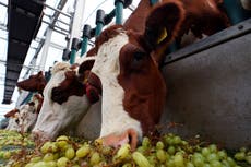 Got beef? China suspends Lithuanian meat, dairy and beer imports amid Taiwan row