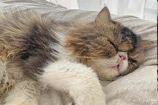 US Navy officer seeks help to bring home pet cat ‘Mr Grumpuss’ she rescued overseas