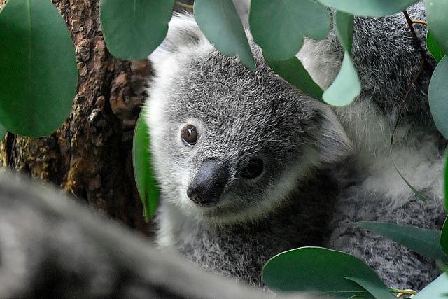 Australia Koalas Endangered