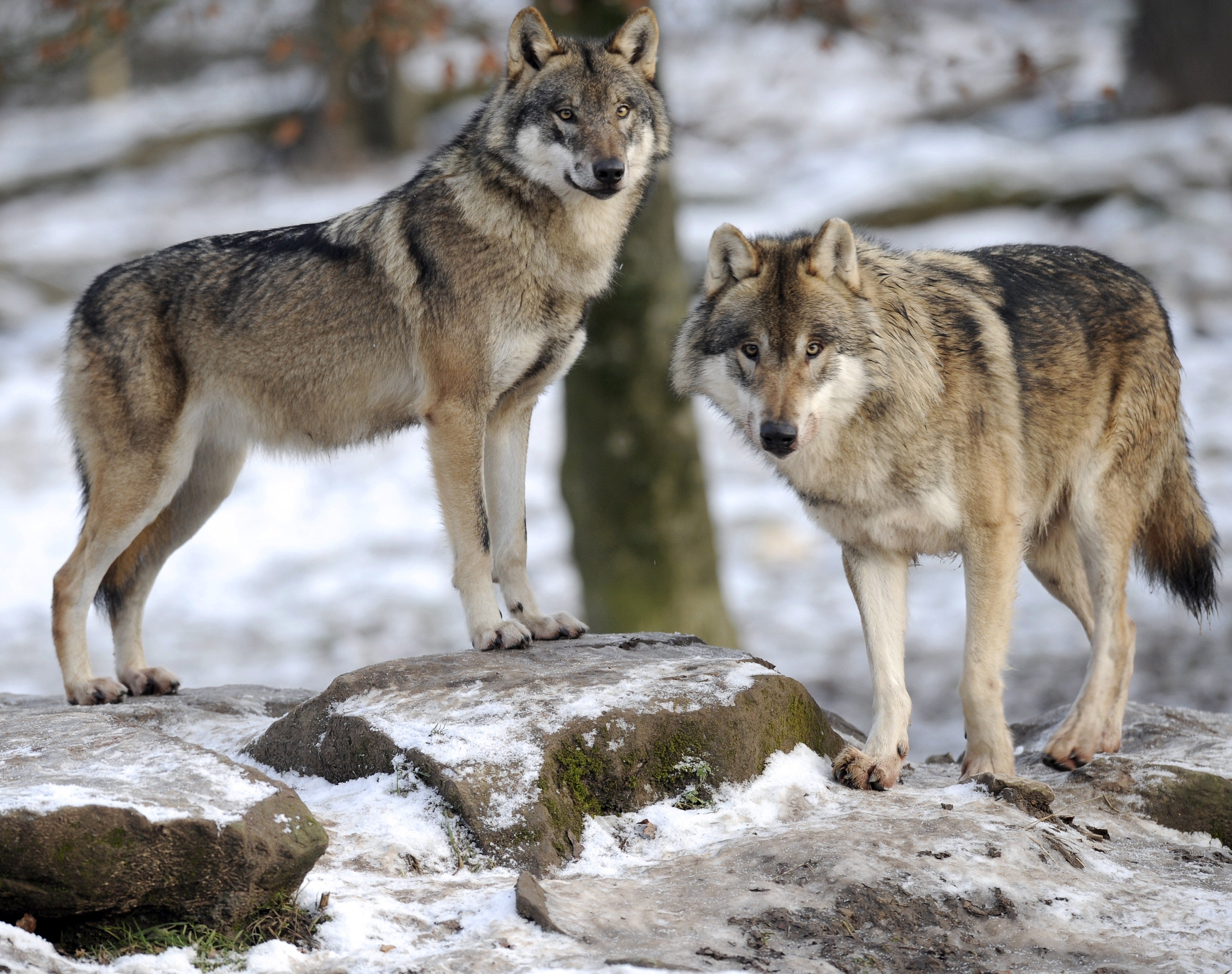 Grey wolves in the northern Rocky Mountains of Idaho, Montana and Wyoming continue to fall under state jurisdiction