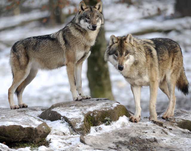 <p>Grey wolves in the northern Rocky Mountains of Idaho, Montana and Wyoming continue to fall under state jurisdiction</p>