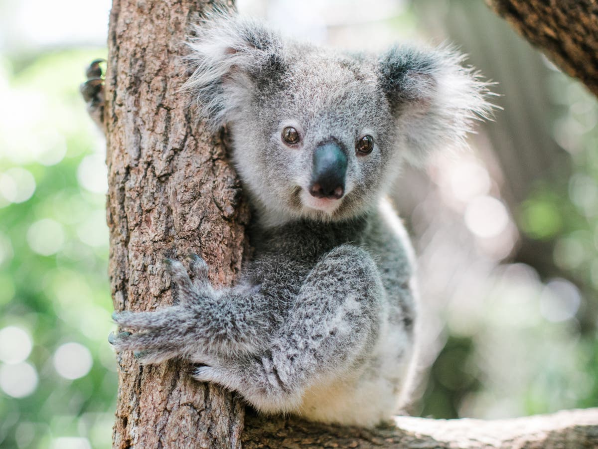 Koalas declared endangered in Australia after devastating wildfires