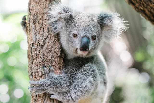 <p>Nearly two-thirds of koalas in New South Wales and more than half in Queensland have been wiped out </p>