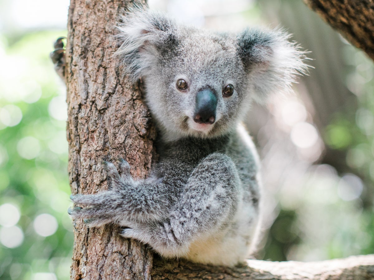 Koala declared endangered as disease, lost habitat take toll