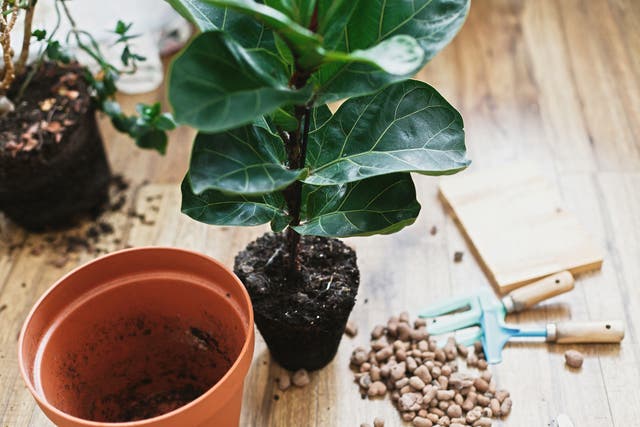 <p>Cramped plants may not absorb as much water if there’s not enough soil</p>