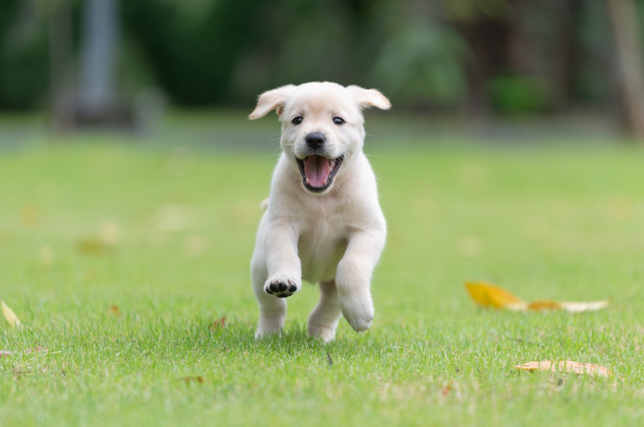 Olsson says that if you take out a lifetime policy, it makes sense to sign up early (Getty/iStock)