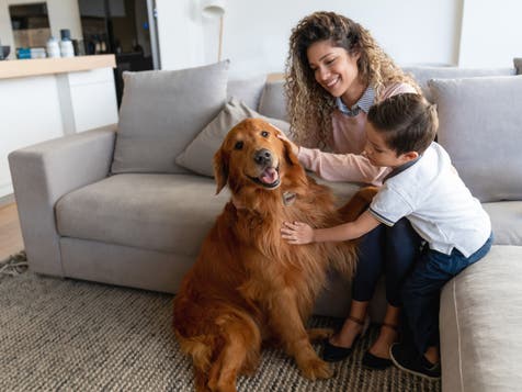 <p>Children genetically predisposed to eczema may benefit from having a pet dog </p>