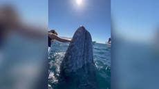 Giant grey whale ‘kisses’ boat passengers after breaching water