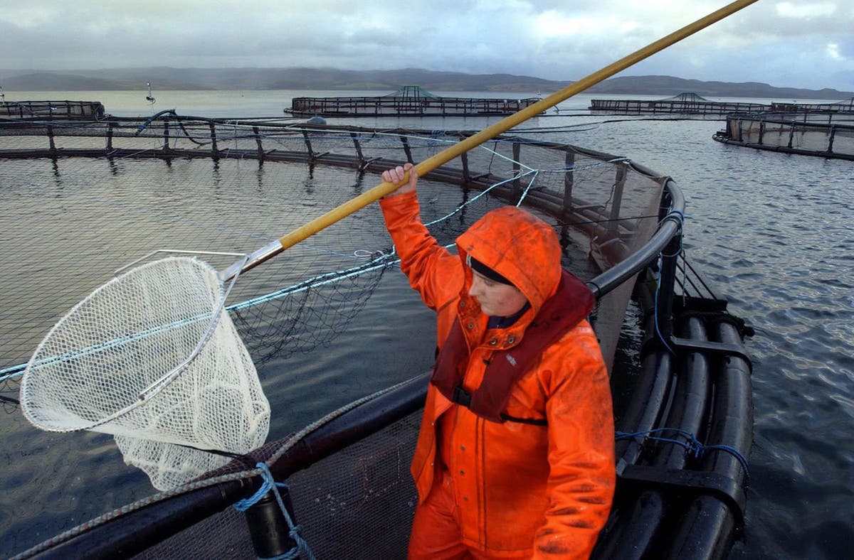 Salmon exports boom but farmers warn of Scandinavian threat