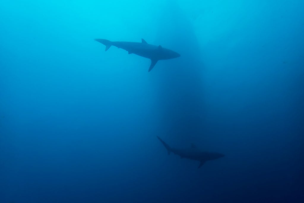 Hundreds of sharks in ‘rare’ cluster off Texas captured on video