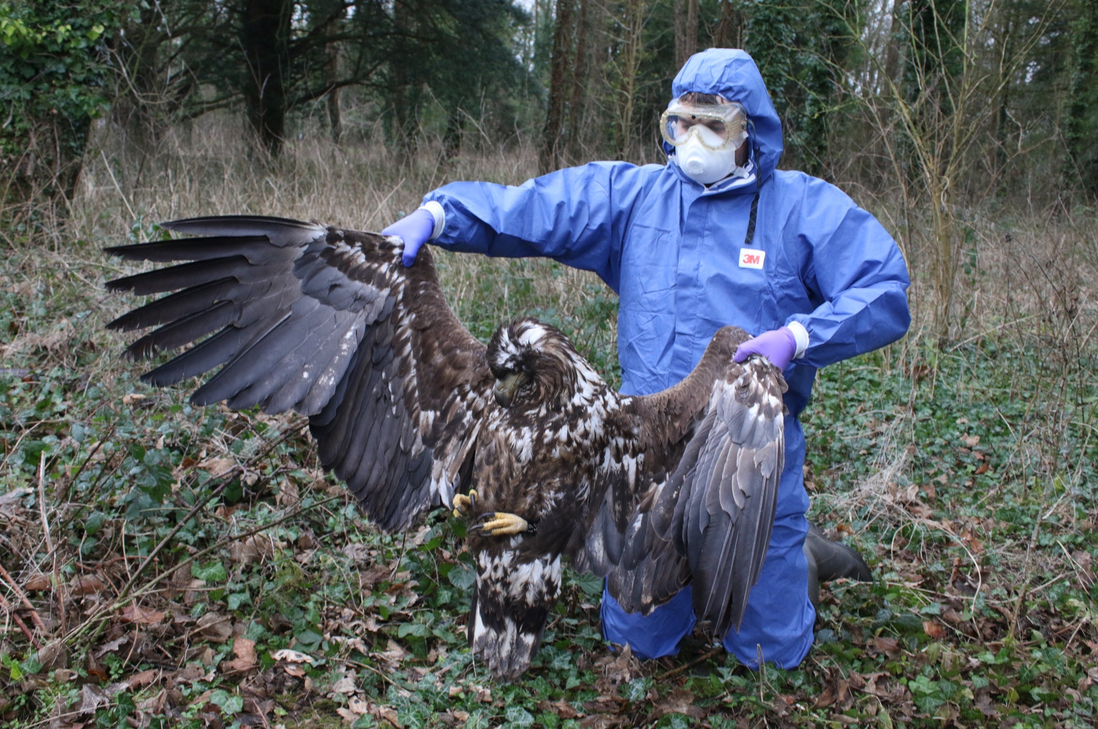 Police are investigating the suspected killing of one of two white-tailed eagles found dead in southern England