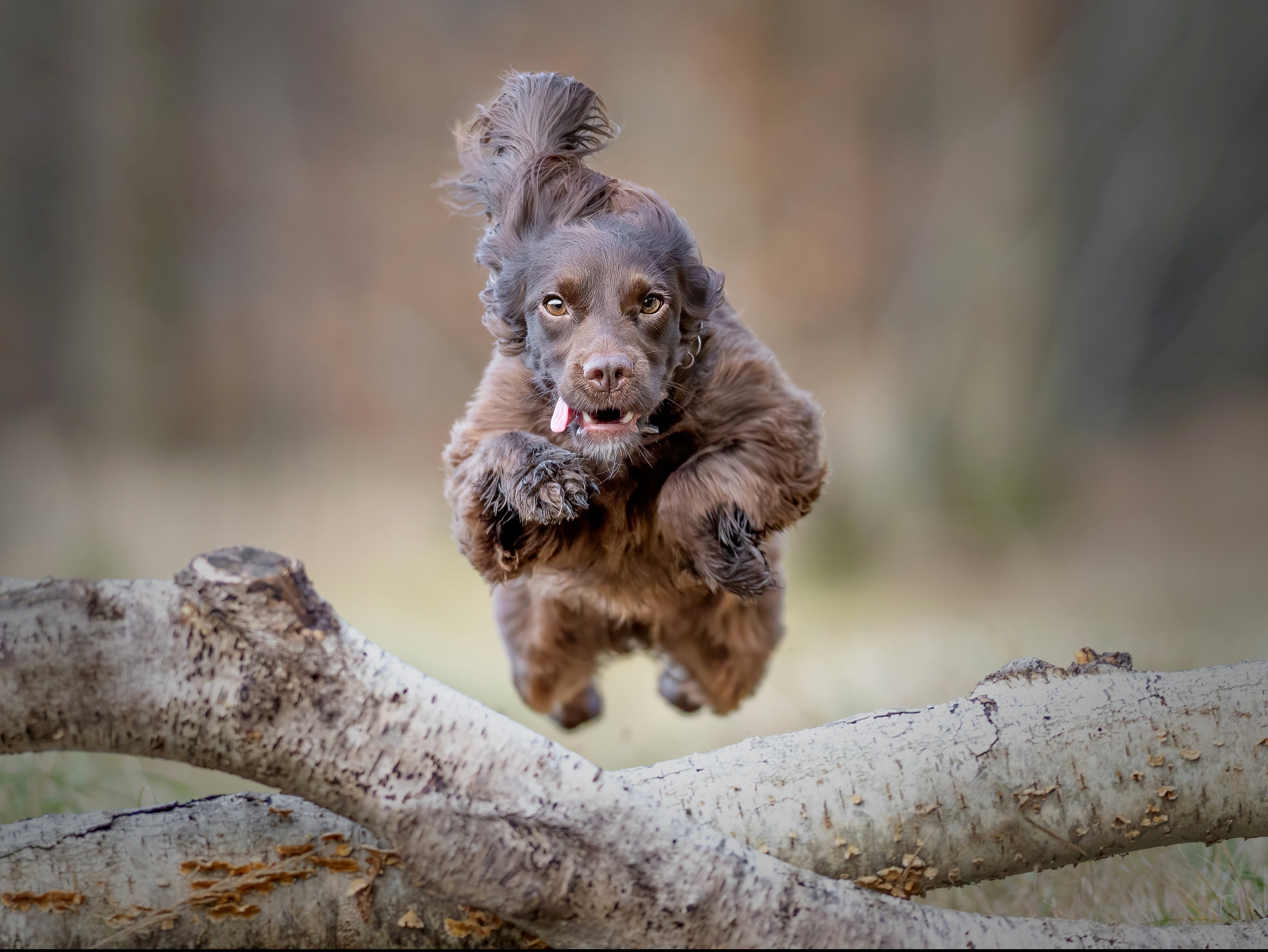 Pet pooch Gigi jumps a log