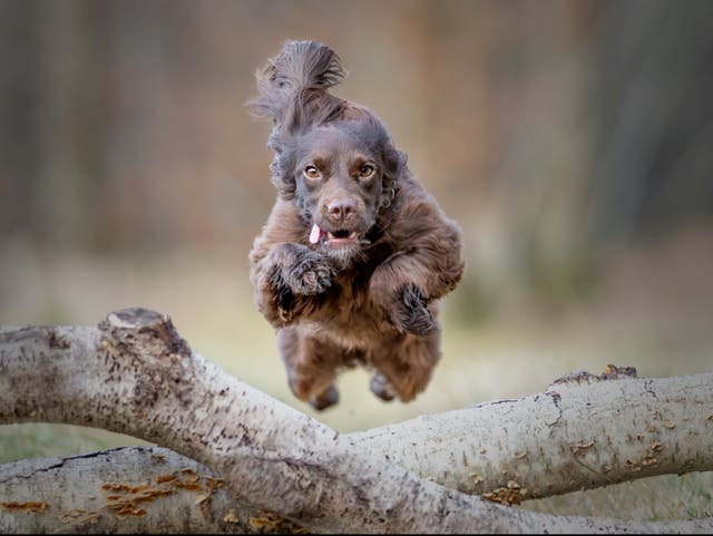 <p>Pet pooch Gigi jumps a log </p>