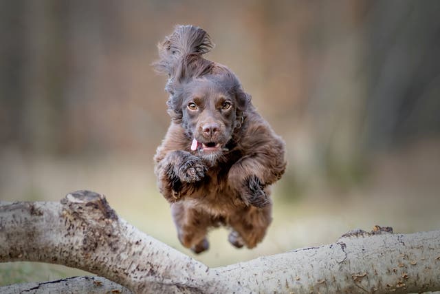 <p>Pet pooch Gigi jumps a log </p>