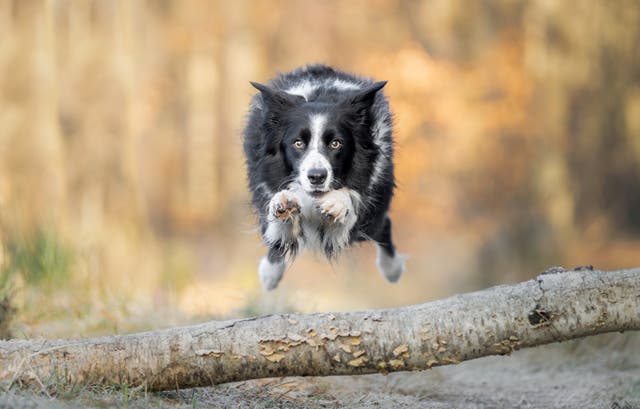 Superdog: Flying dogs strike their best pose mid-air | The Independent