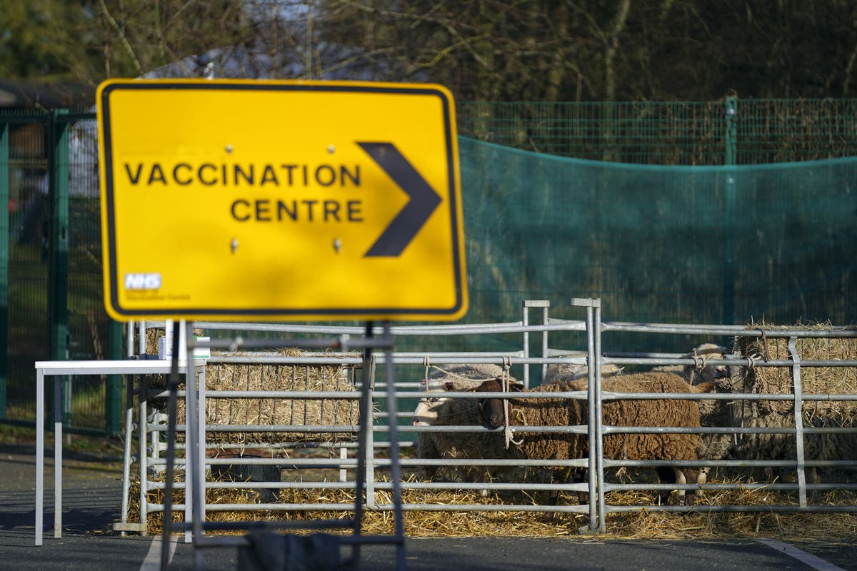 Shaggy sheep and family fun days to help attract children to get vaccinated