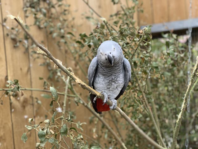 Firefighters warned pet owners of the dangers involved in attempting to rescue parrots (Lincolnshire Wildlife Park/PA)