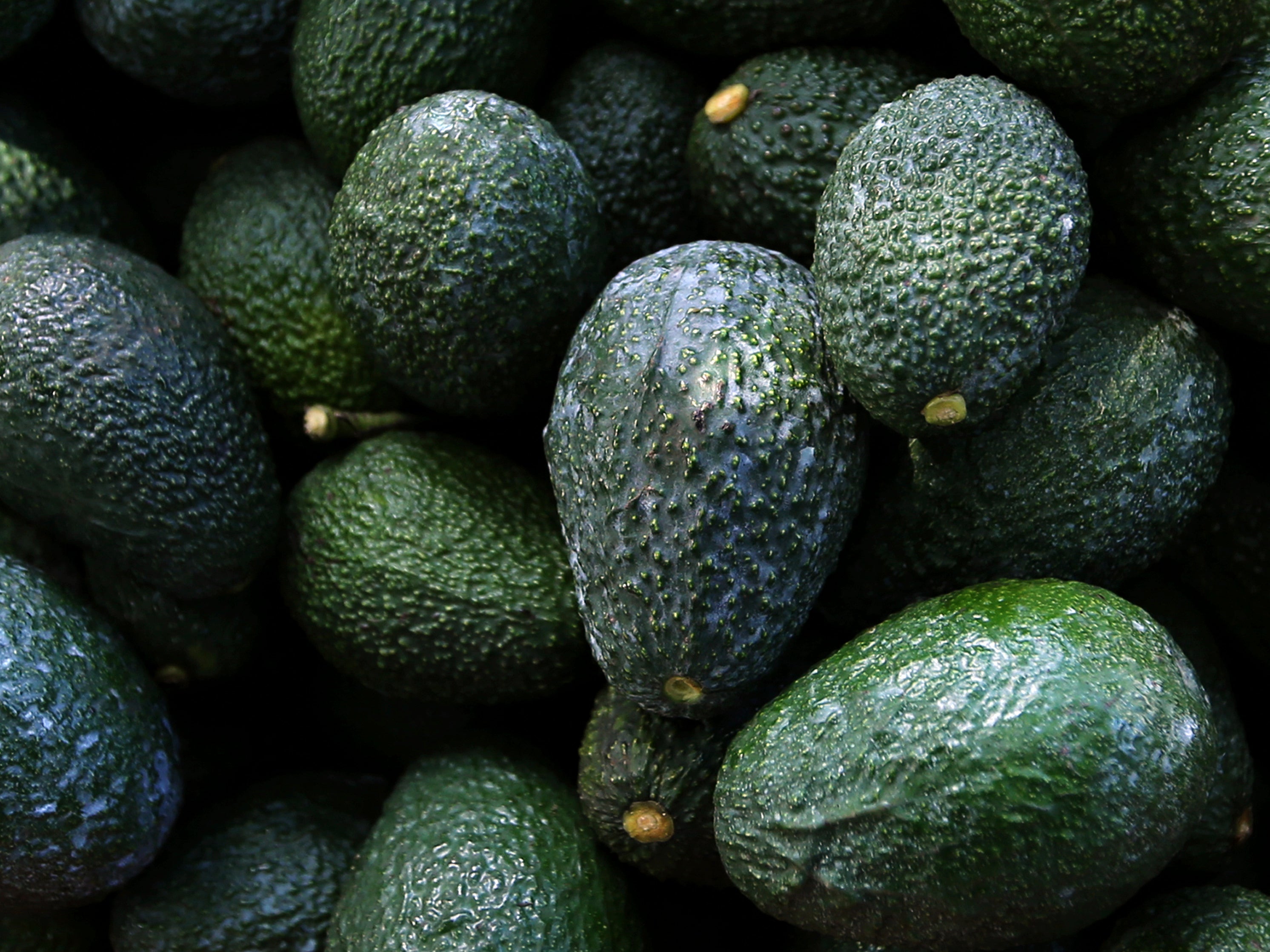 Recently harvested avocados at an orchard in Michoacán state, Mexico, October 2019
