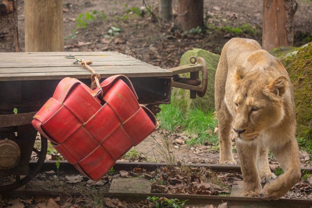 London Zoo’s lions were given giant hearts made from a recycled firehose and scented with cinnamon (ZSL London Zoo/PA)