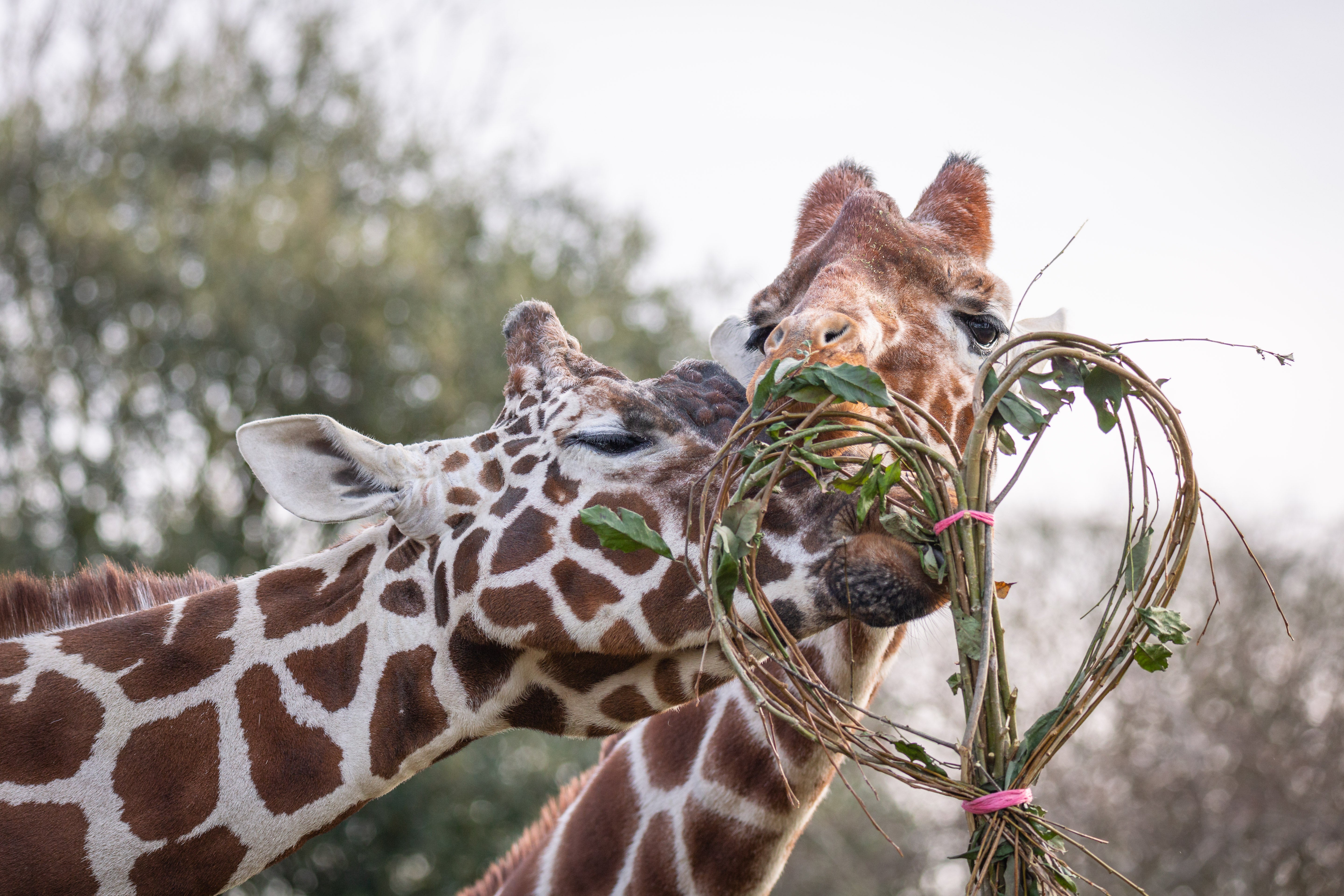 Giraffes were given their favourite meal of willow and cotoneaster branches, woven together to form a romantic heart garland. (ZSL Whipsnade Zoo/PA)