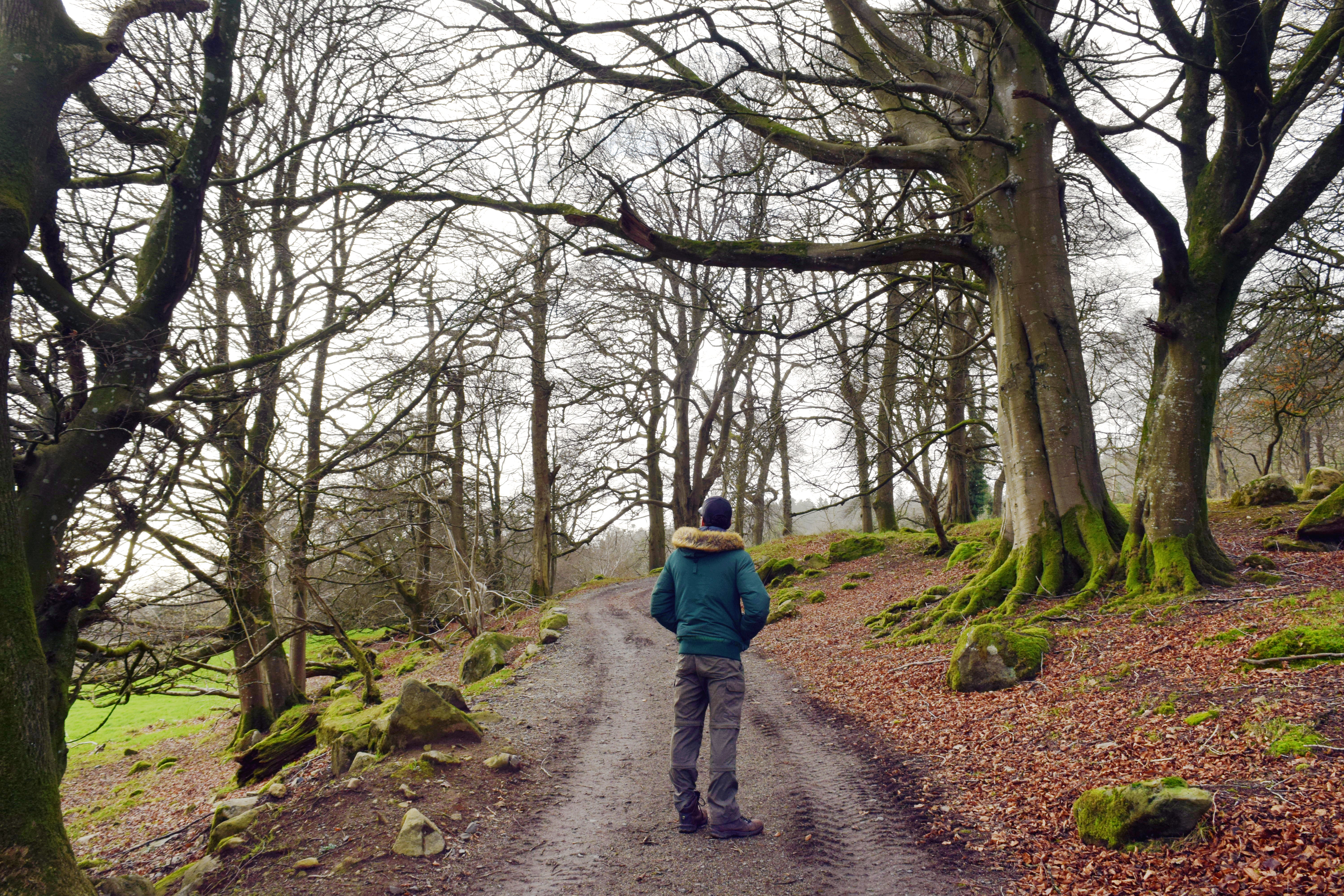 Forest bathing in Northern Ireland