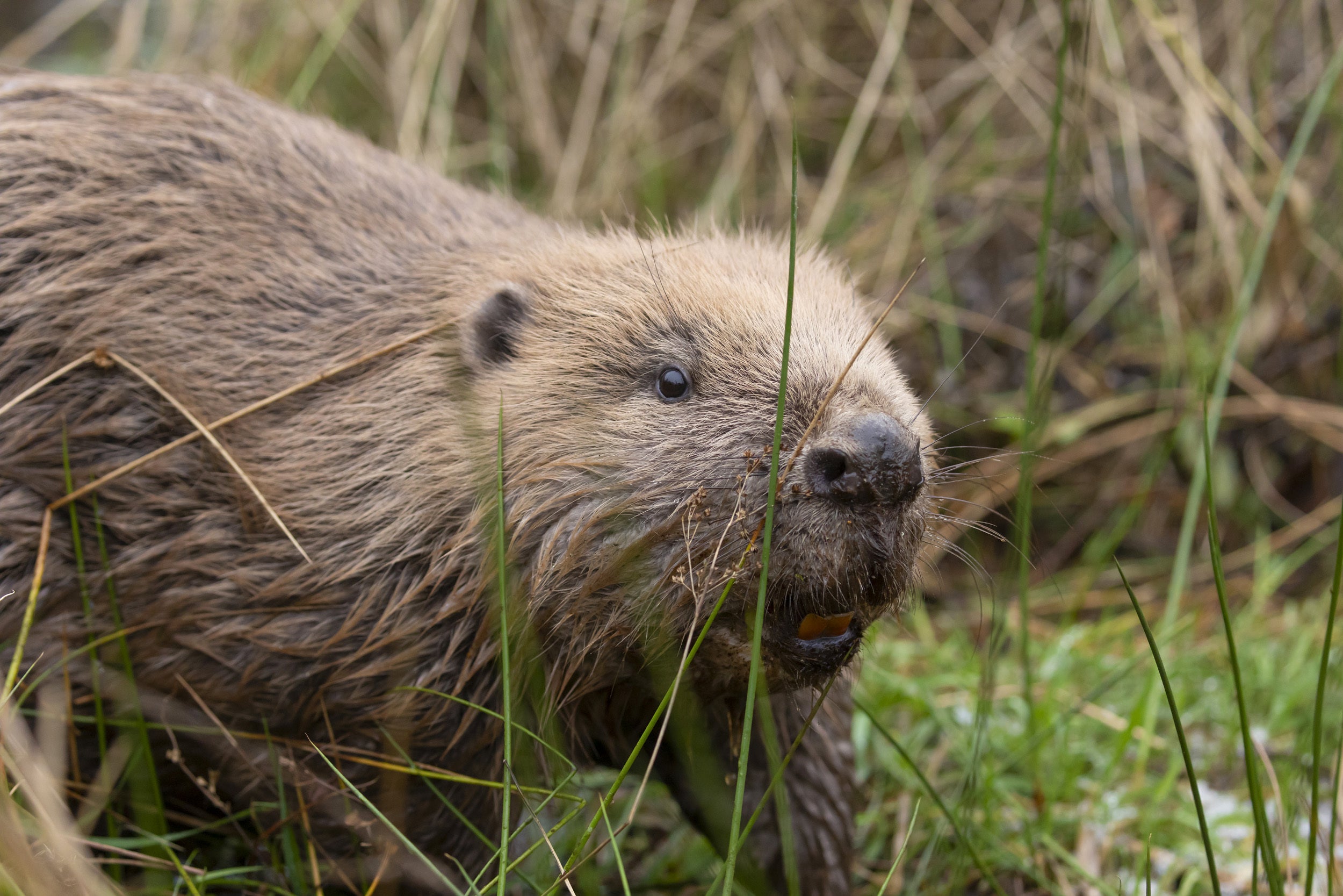 A second family of beavers have been translocated in Scotland in a bid to protect the species (Mark Hamblin/scotlandbigpicture.com)