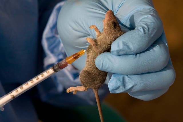 <p>Lassa fever is among a US list of ‘category A’ diseases, deemed to have the potential for major public health impact, alongside anthrax and botulism</p>