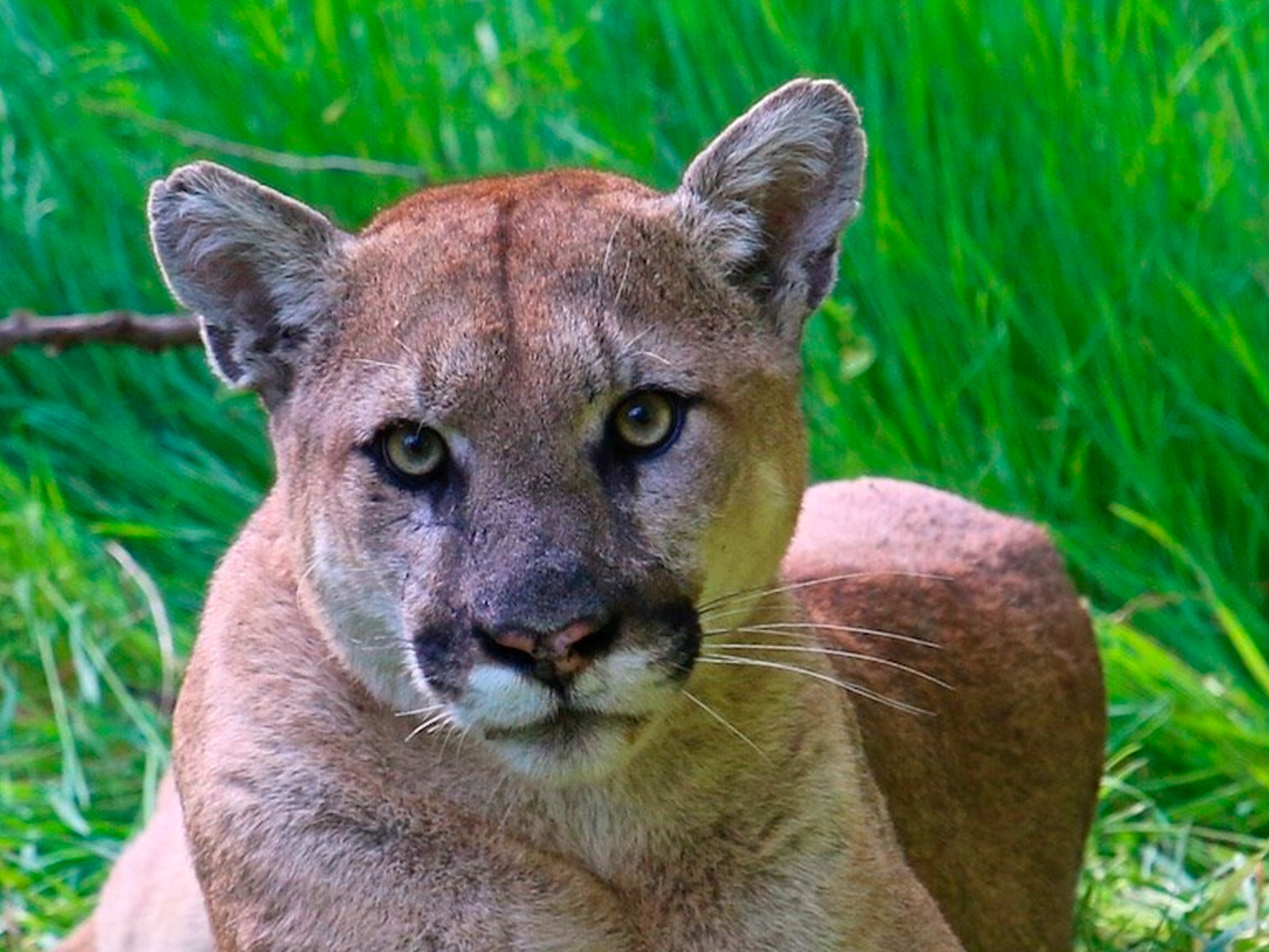 File photo: This undated photo provided by the U.S. National Park Service shows a mountain lion known as P-38, photographed in the Santa Monica Mountain range on 11 September 2019