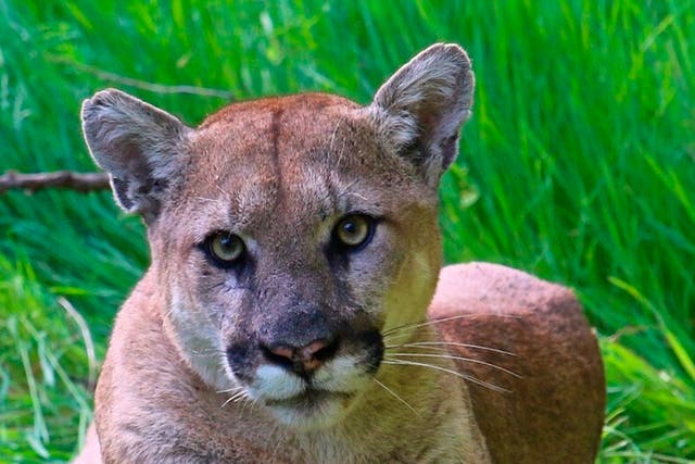 <p>File photo: This undated photo provided by the U.S. National Park Service shows a mountain lion known as P-38, photographed in the Santa Monica Mountain range on 11 September 2019</p>