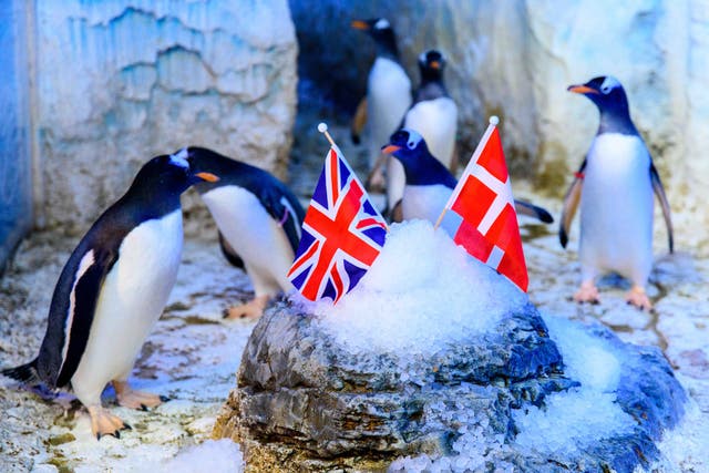 Raducanu will be alongside five other gentoo penguins making a 1,000-mile trip from the Sea Life London Aquarium to Denmark (Sea Life London Aquarium/PA)