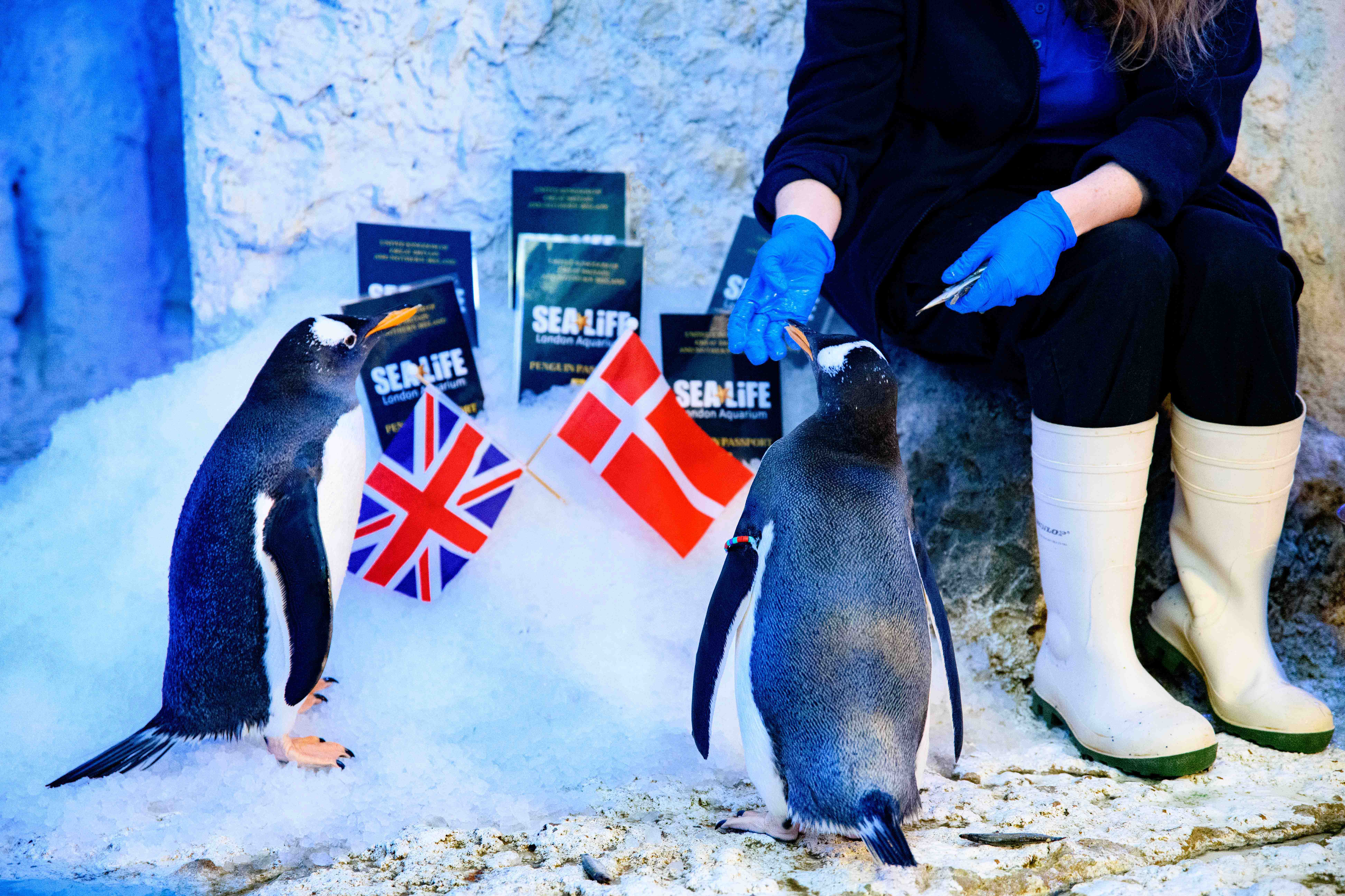 Populations of Gentoo penguins have declined rapidly in recent years owing to the birds’ sensitive breeding nature and damage to their habitats from tourism, pollution and the illegal collection of their eggs. (SEA LIFE London Aquarium/PA)