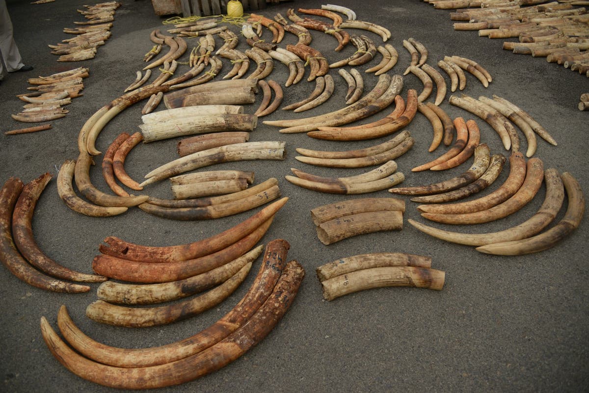 DNA testing of elephant ivory reveals tactics of criminal networks