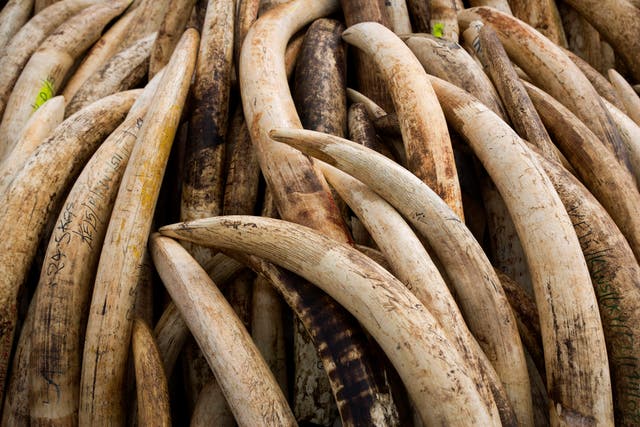 Ivory Poaching Networks
