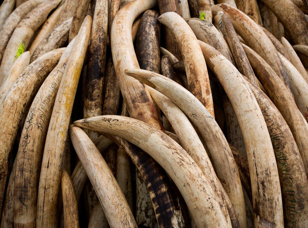 Ivory Poaching Networks