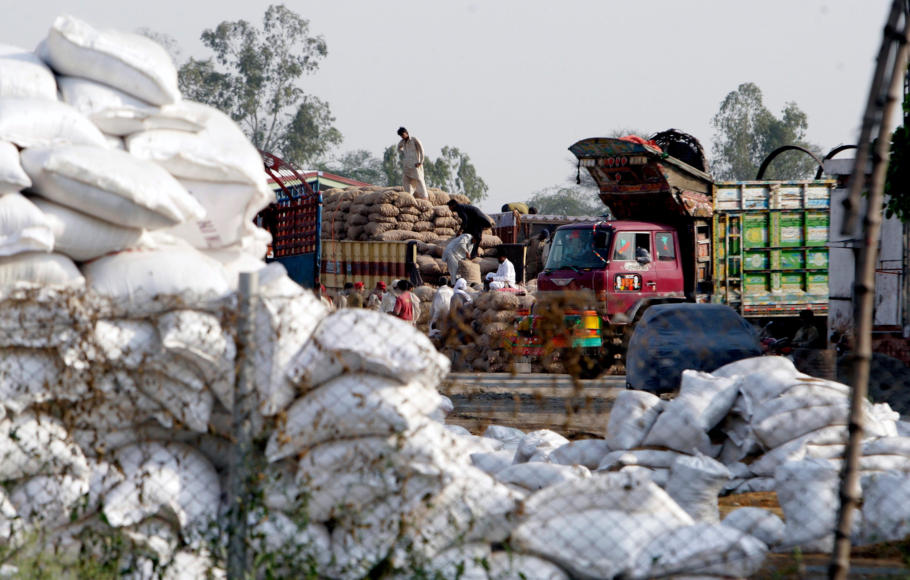 Pakistan Indian Wheat