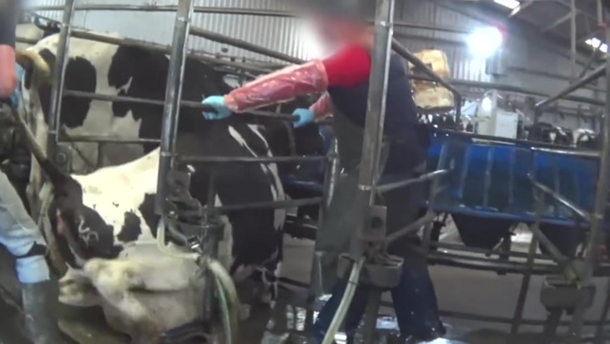 ebony cow gif Farmers beat cows with spades in disturbing BBC Panorama episode | News |  Independent TV