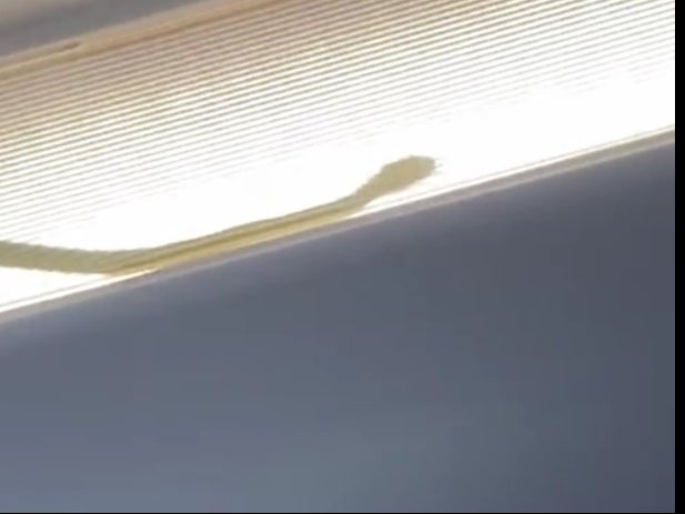 Inflight safari: the stowaway reptile was spotted in the cabin’s lighting panels
