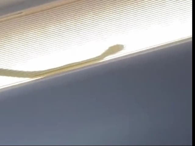 <p>Inflight safari: the stowaway reptile was spotted in the cabin’s lighting panels</p>