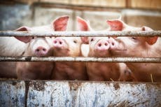How your brain wrestles with the ethics of eating animals