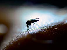 Why don’t male mosquitoes bite, and why is milk white? 