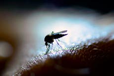 Why don’t male mosquitoes bite, and why is milk white?