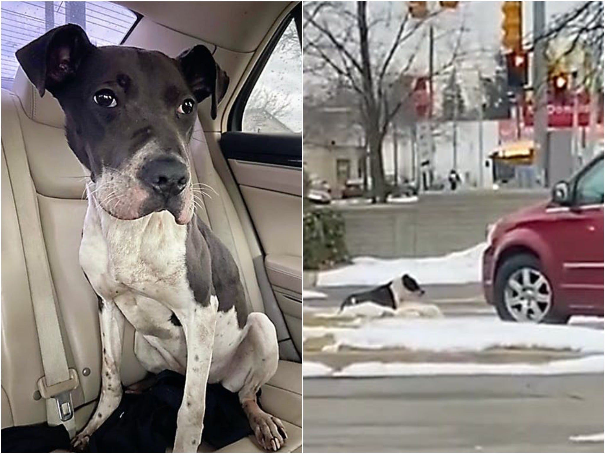 A dog was found abandoned in a Wendy’s drive thru