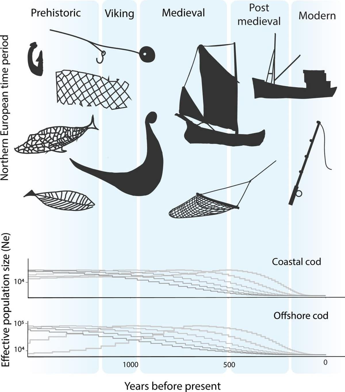 Cod in the north east Atlantic were in decline even before modern fishing.