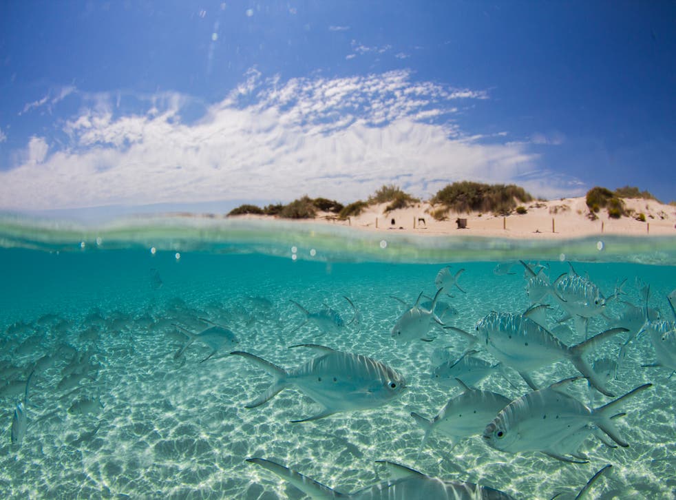 <p>Ningaloo Reef Marine Park, Australia</p>