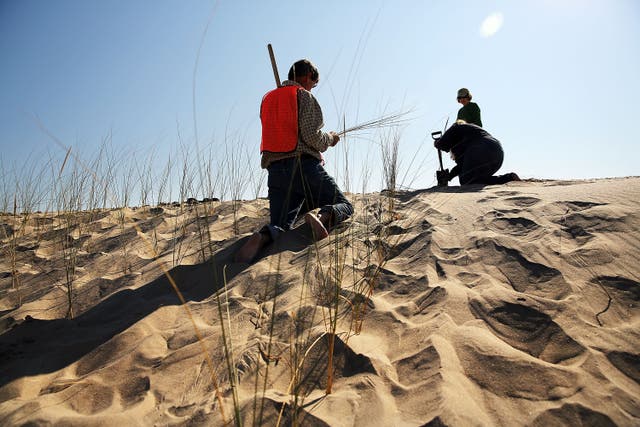 <p>Residents plant beach grass on protective sand dunes in the Breezy Point neighborhood on the one-year anniversary of Hurricane Sandy on October 29, 2013 in the Queens borough of New York City. </p>