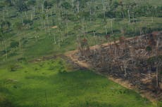Vast tracts of Amazon rainforest vanished in January