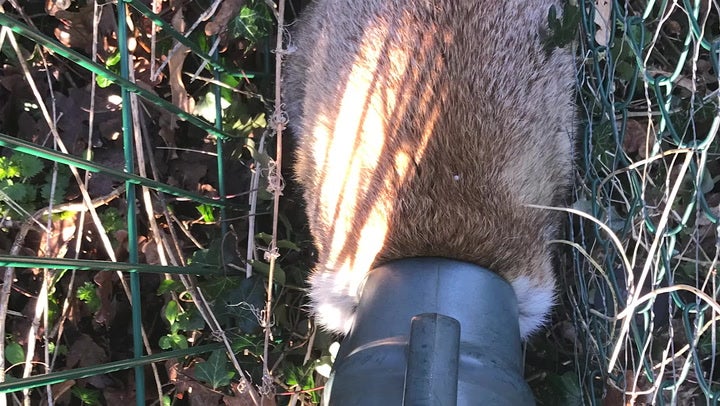 RSPCA rescue fox with watering can stuck on its head | Lifestyle ...